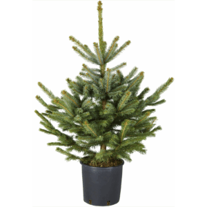 SAPIN ÉPICÉA BLEU EN POT