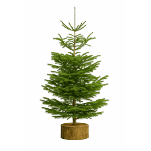 SAPIN NORDMANN COUPÉ AVEC PIED EN BOIS